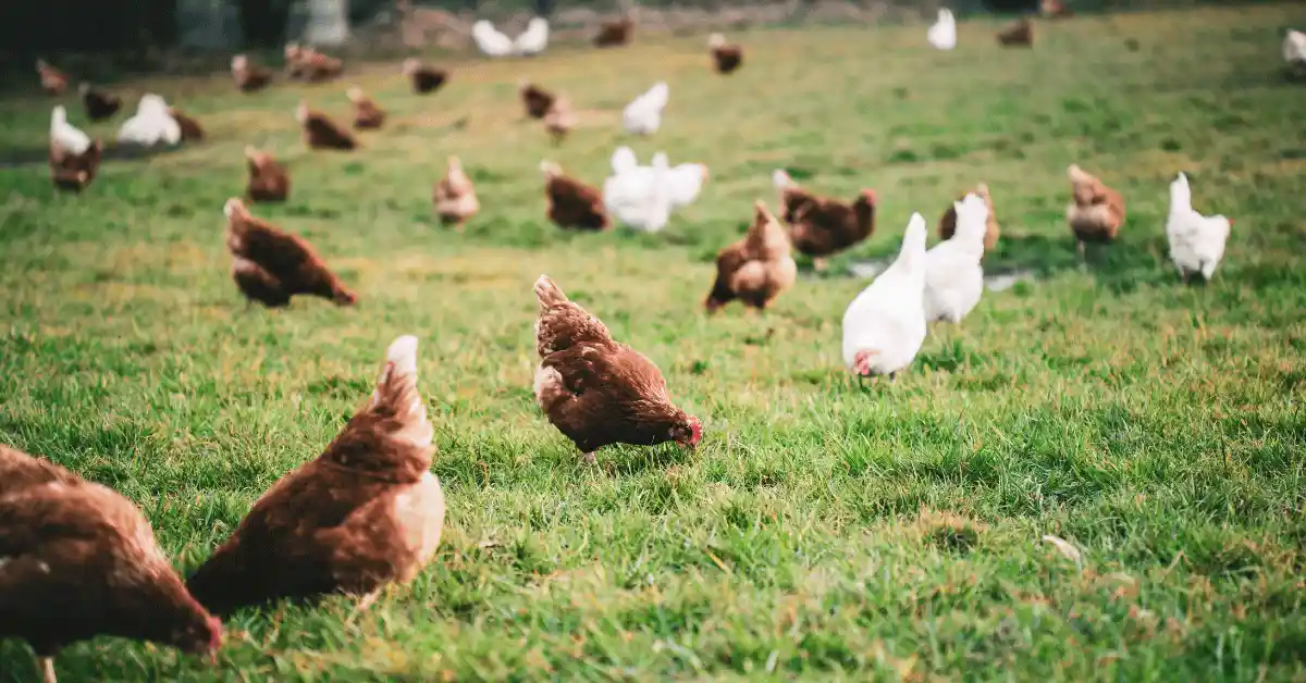 Organic hens roaming freely in a lush, natural farm setting with ample sunlight.